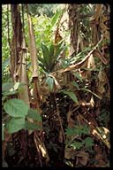 Click to see HQ-Picture...